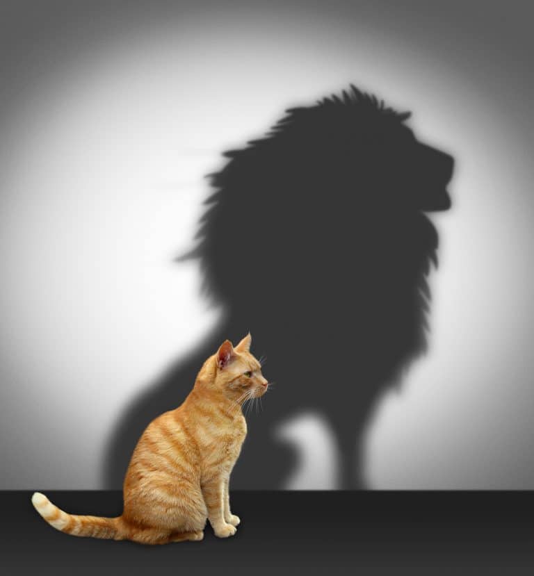 Picture of a cat with a lions shadow